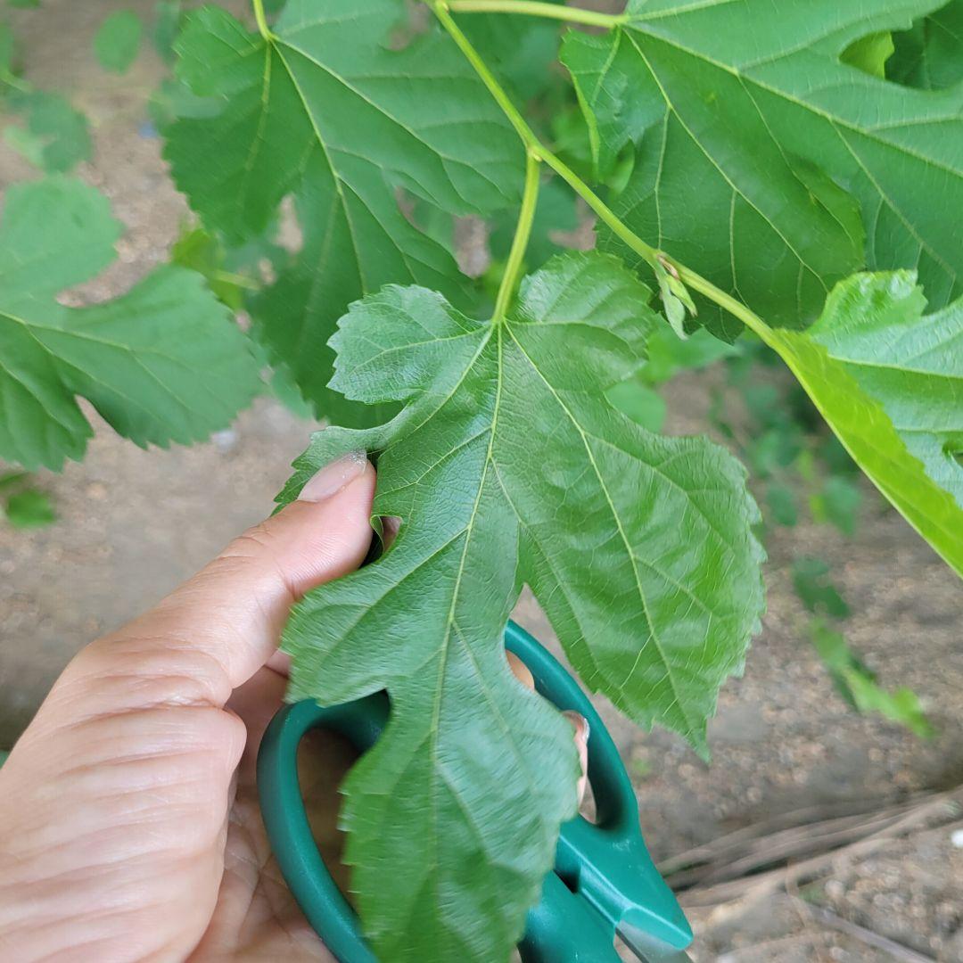 JUKE FAMILY Snacks: Dried Mulberry Leaves 8g for Small Animals, Rabbits, Chinchillas