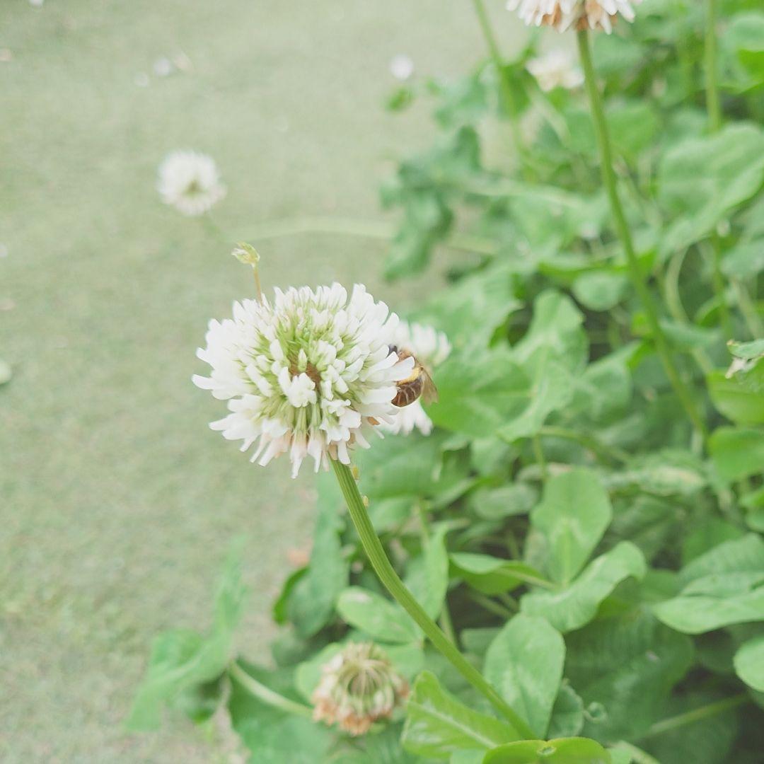 Organic Cultivation White Clover Seedling with Paper Pot