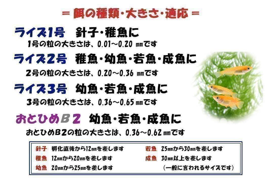 Medaka Fish Food ◇ Rise No. 1 (Fry/Micro-particle Powder) 50g ◇ Medaka Feed [c777