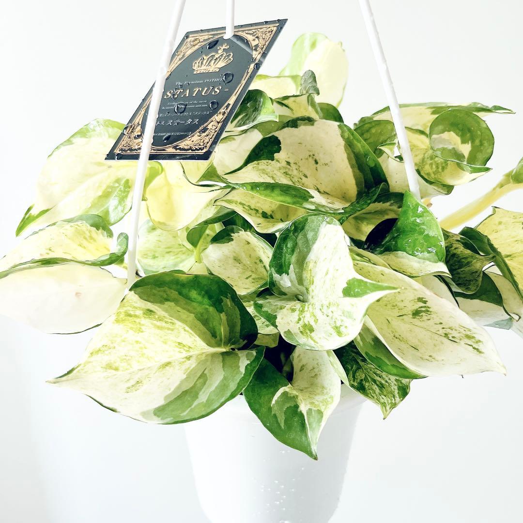 Pothos ? Status ? Rare Houseplant Hanging Patented Variety
