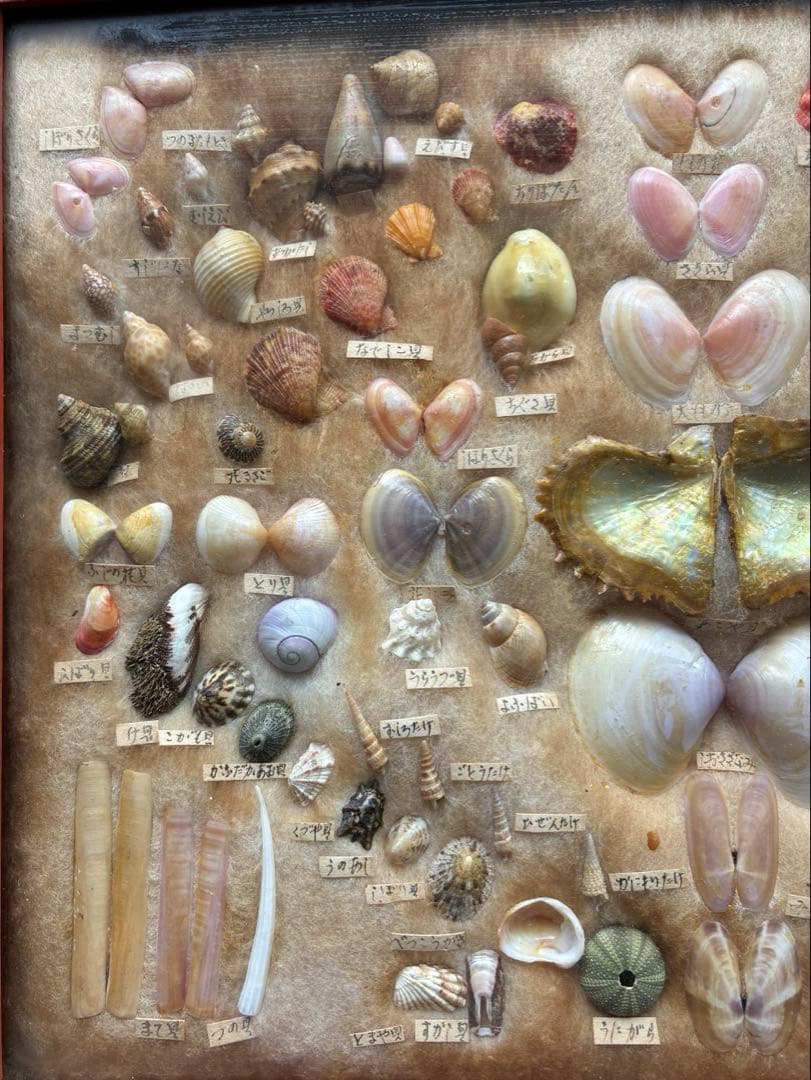 this seashell
