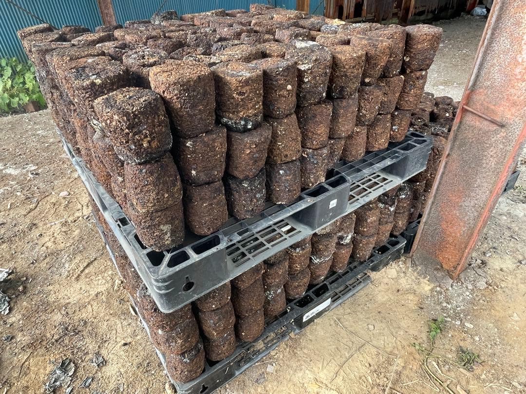 (Sale Price Until the 8th) 8 Shiitake Spent Substrate Blocks