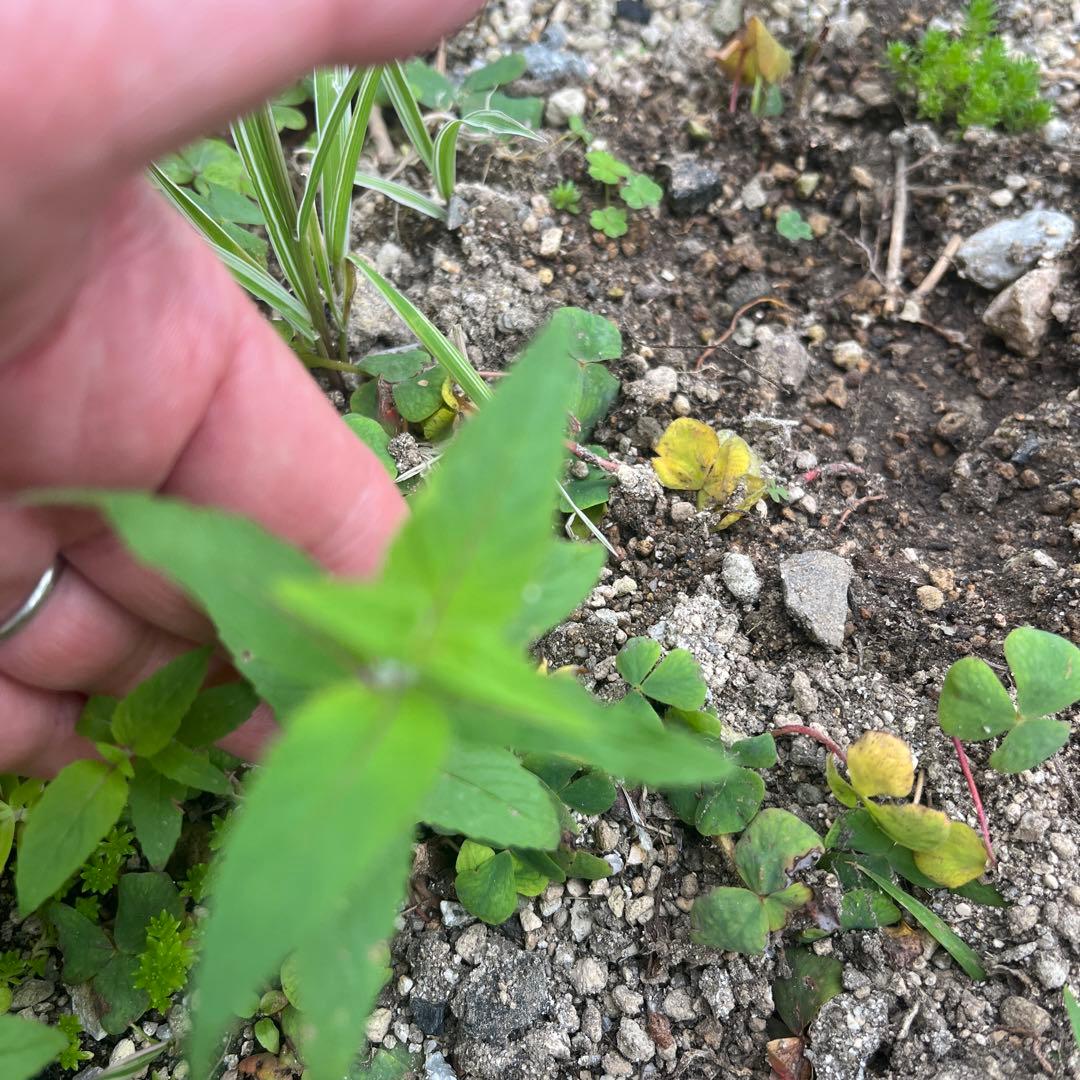 Monarda (Bergamot) - Bare Root Plant, 5 Sprouts (5 Stems)