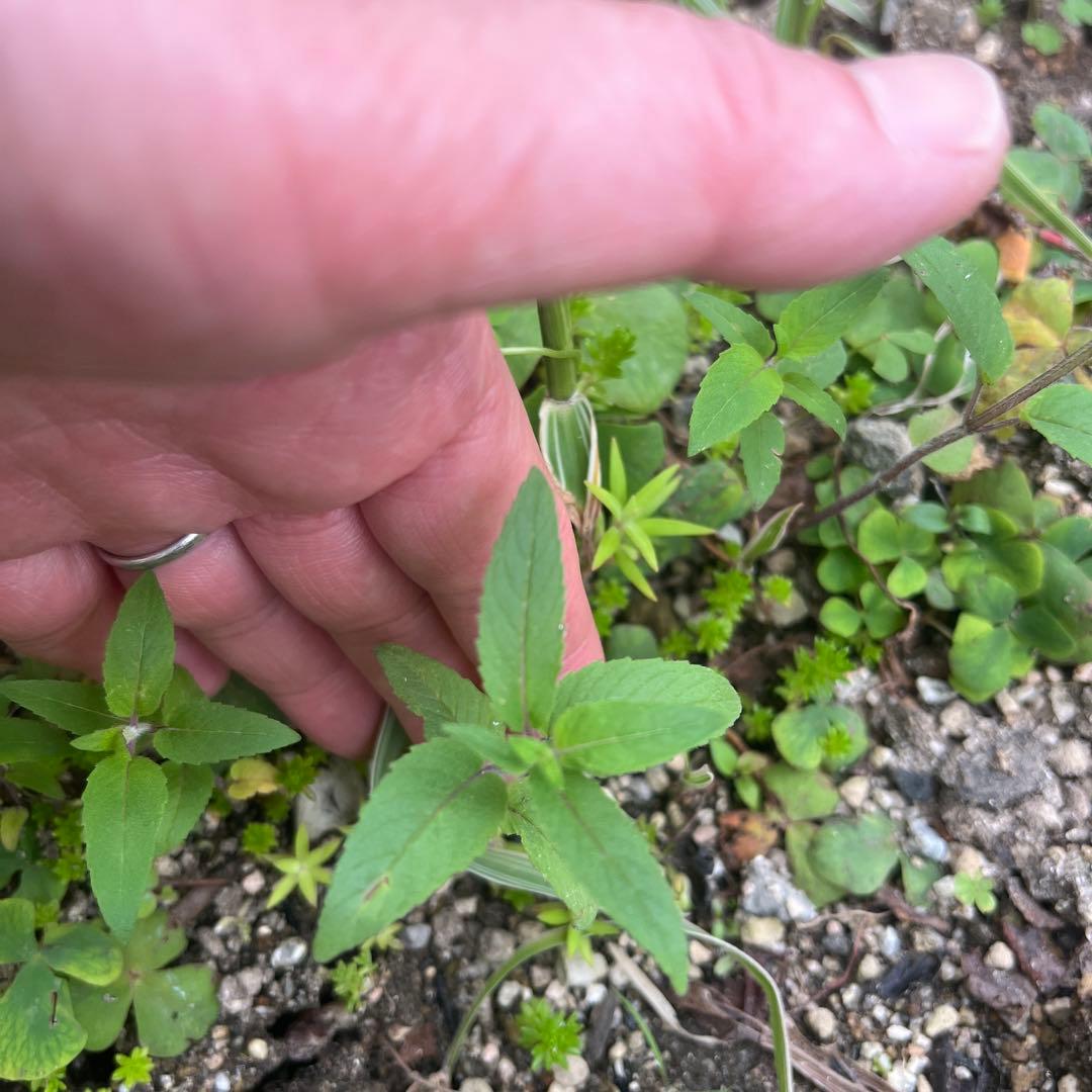 Monarda (Bergamot) - Bare Root Plant, 5 Sprouts (5 Stems)