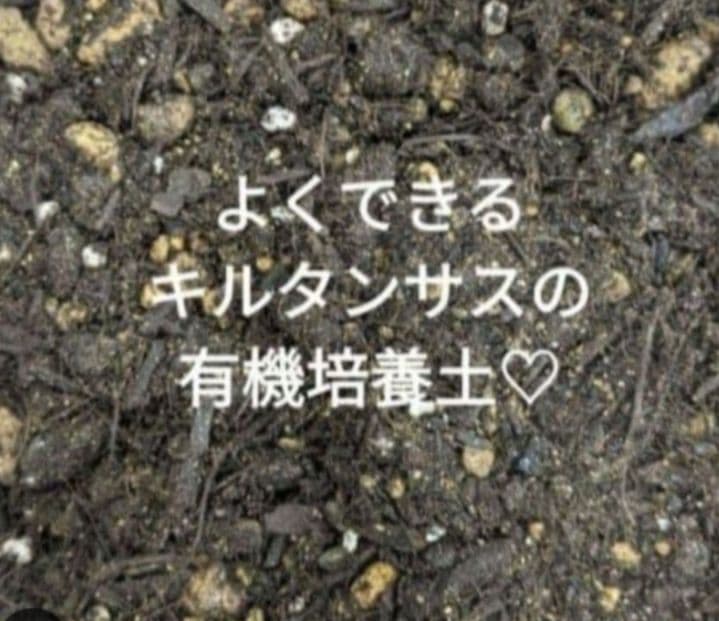 ?Sakuramochi様?