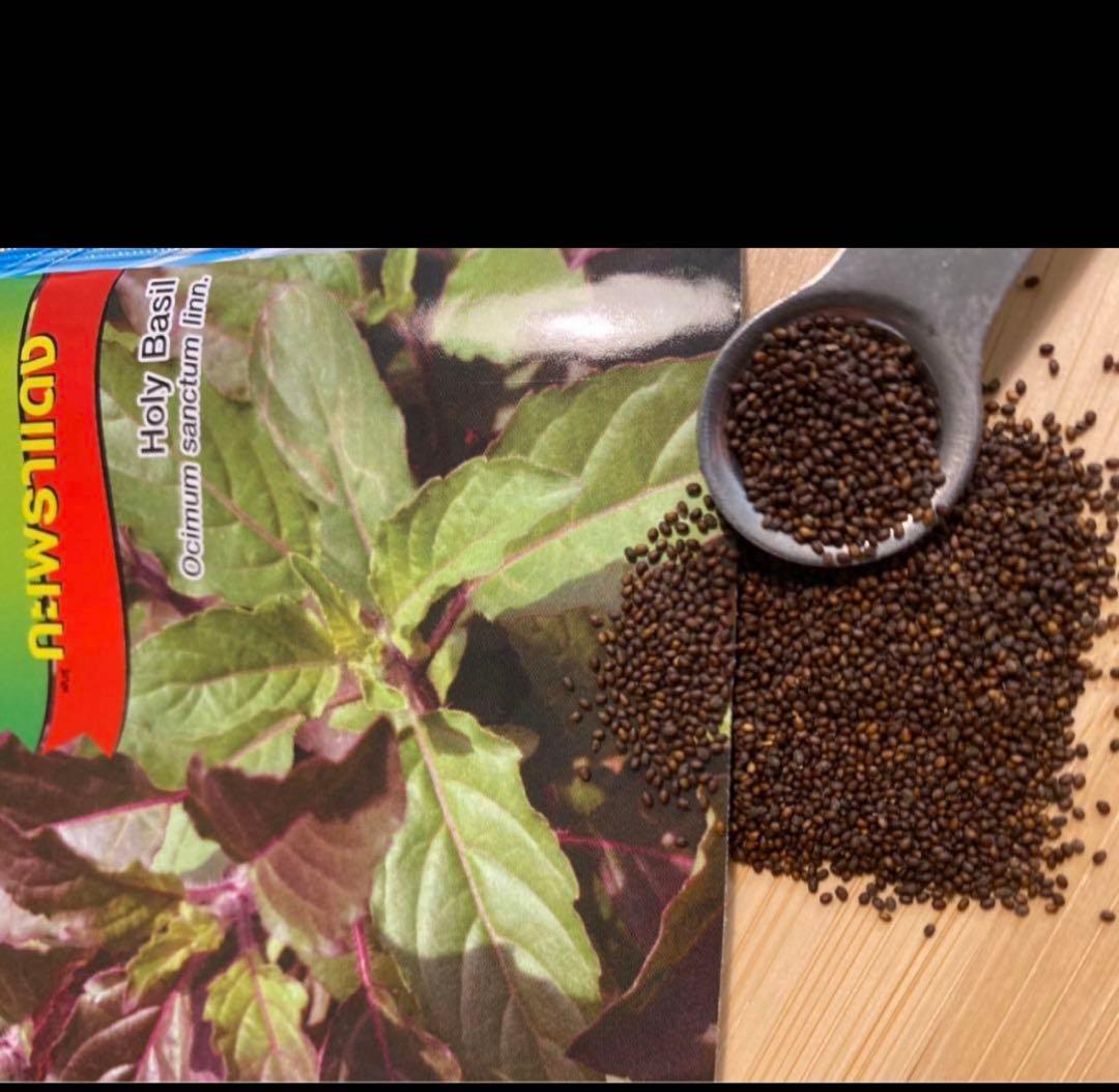 Herbs ? Gapao Deen [Red Holy Basil] Seeds Approx. 200 seeds