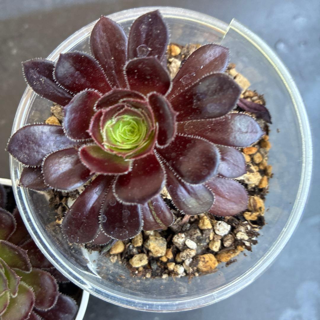 yet small root