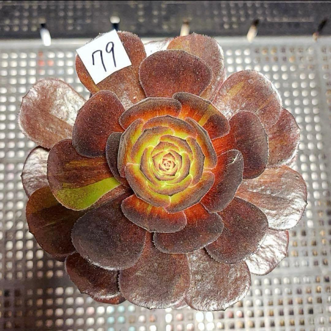 79 #Houseplant Aeonium Variegated ??Kagetsuyanishiki?? 1 Large Head 12cm Bare Root
