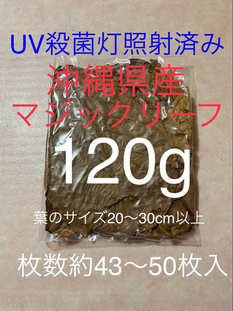 Okinawa Yanbaru Magic Leaf 120g (43-50 leaves) UV Sterilized ④