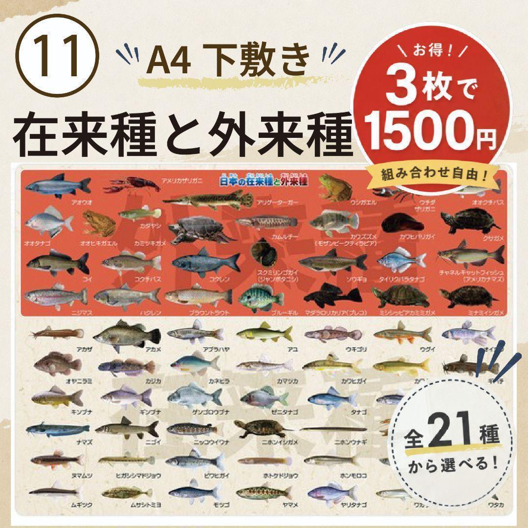 【11】Native and Invasive Species of Japan A4 Underlay