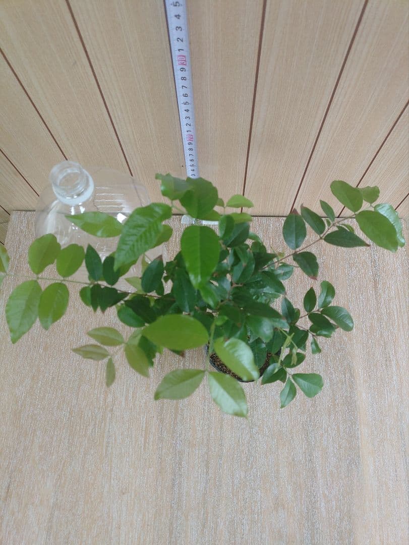 jaboticaba seedling<br>this