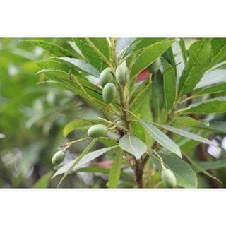 Holt Tree Seedling, Holt Tree, Foliage Plant, Street Tree, Park Tree, Planting Tree.