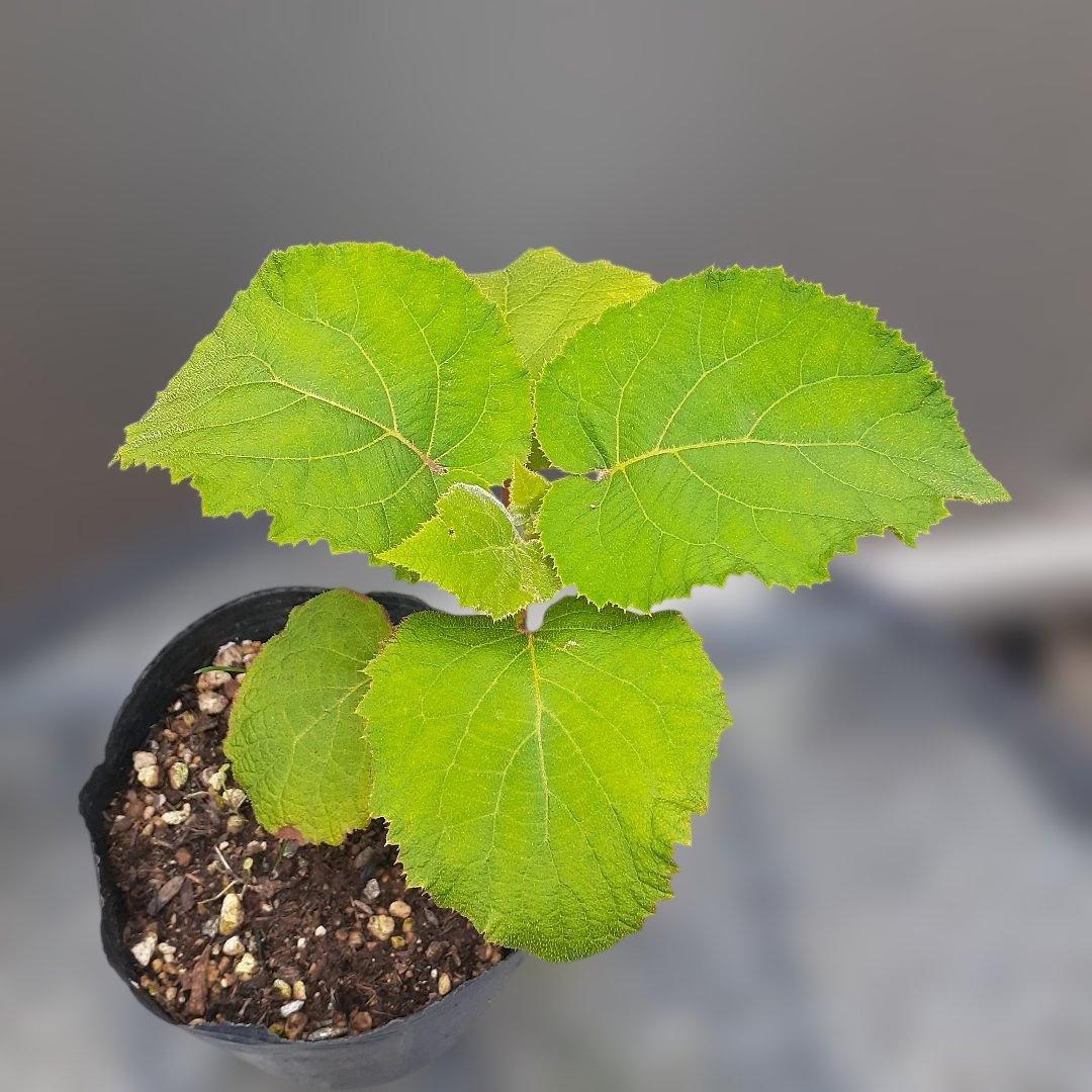 guava green