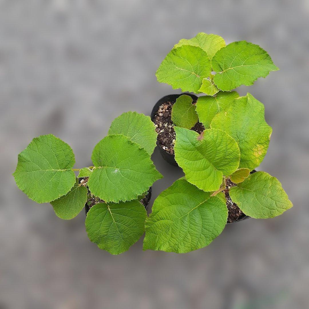 guava green