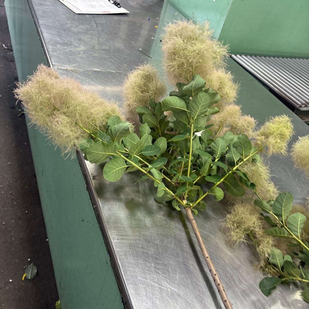 cut flowers