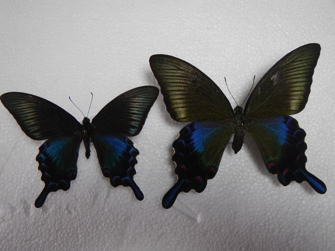 For Zundamochi-san only: Hachijo Swallowtail Butterfly (male; collected, female; reared) pair
