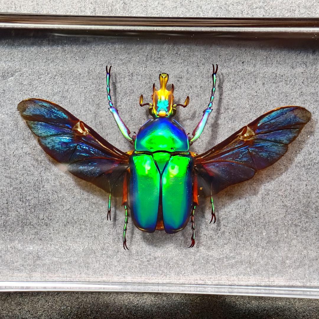 Cetonia aurata resin specimen