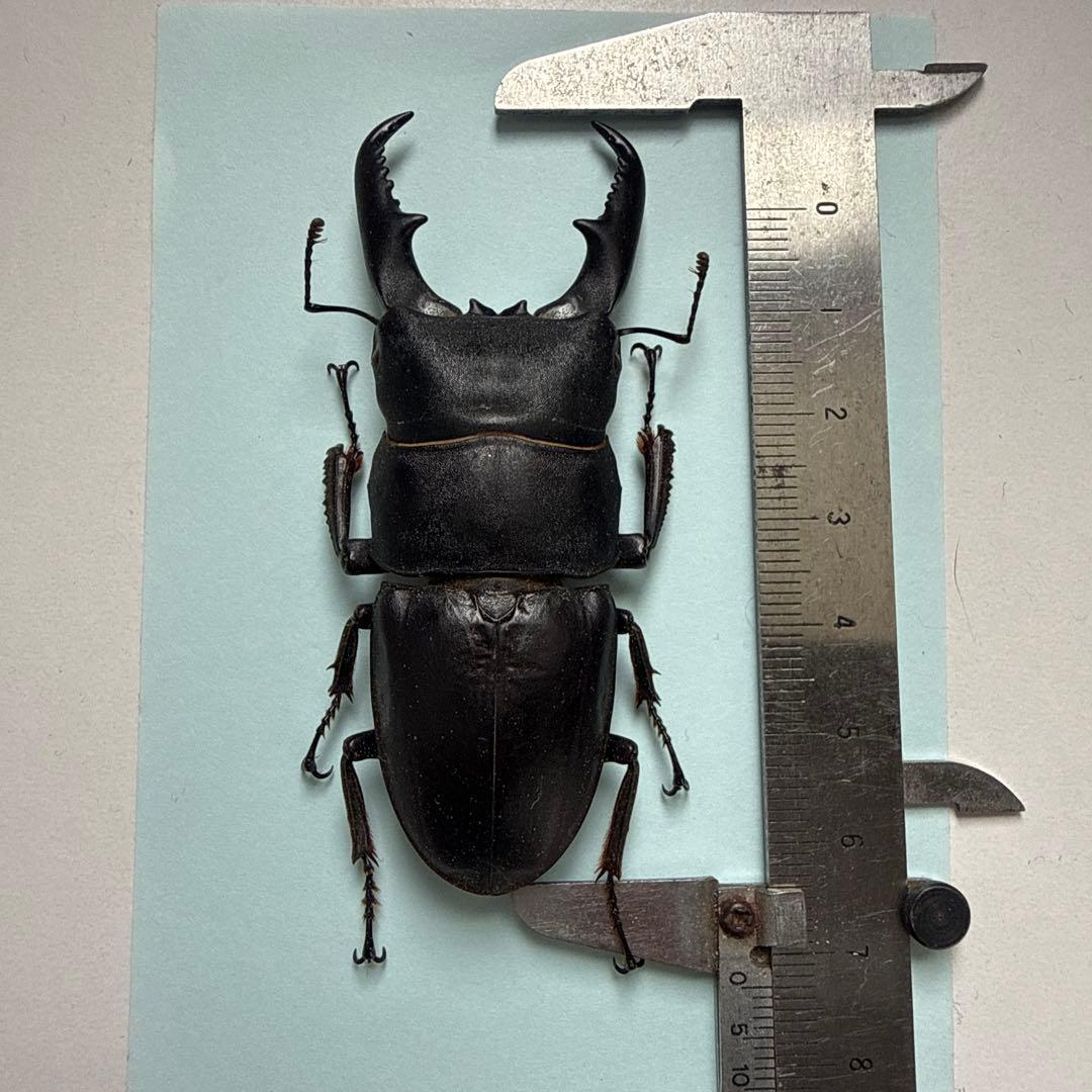 Colossal Stag Beetle 73mm