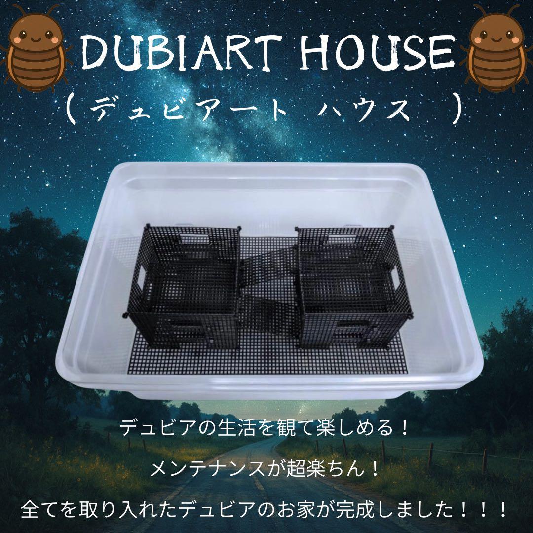 Fun to look at!! Dubia roach habitat!!