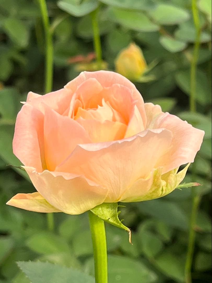 *80 Rose Bouquet* 30cm, 80 Roses, Yellow & Orange Mix (Includes Wrapping) ?? For 80th & 88th Birthdays