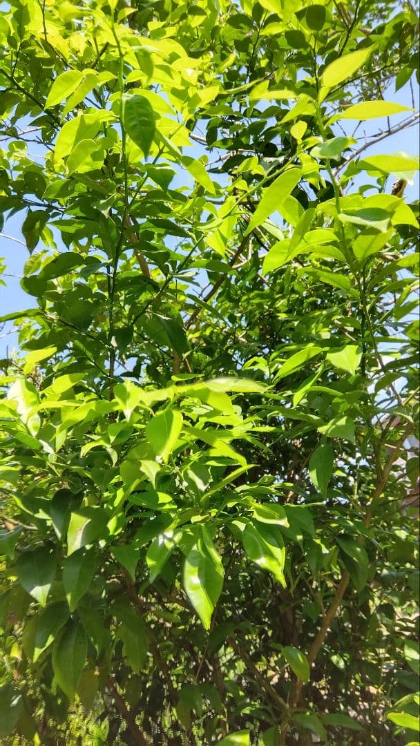 Unsterilized, pesticide-free citrus yuzu leaves with stems, 120+ pieces