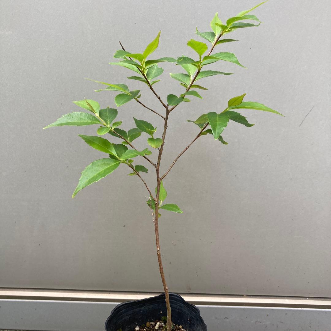12. Himeshara Sapling (Shipped in pot)