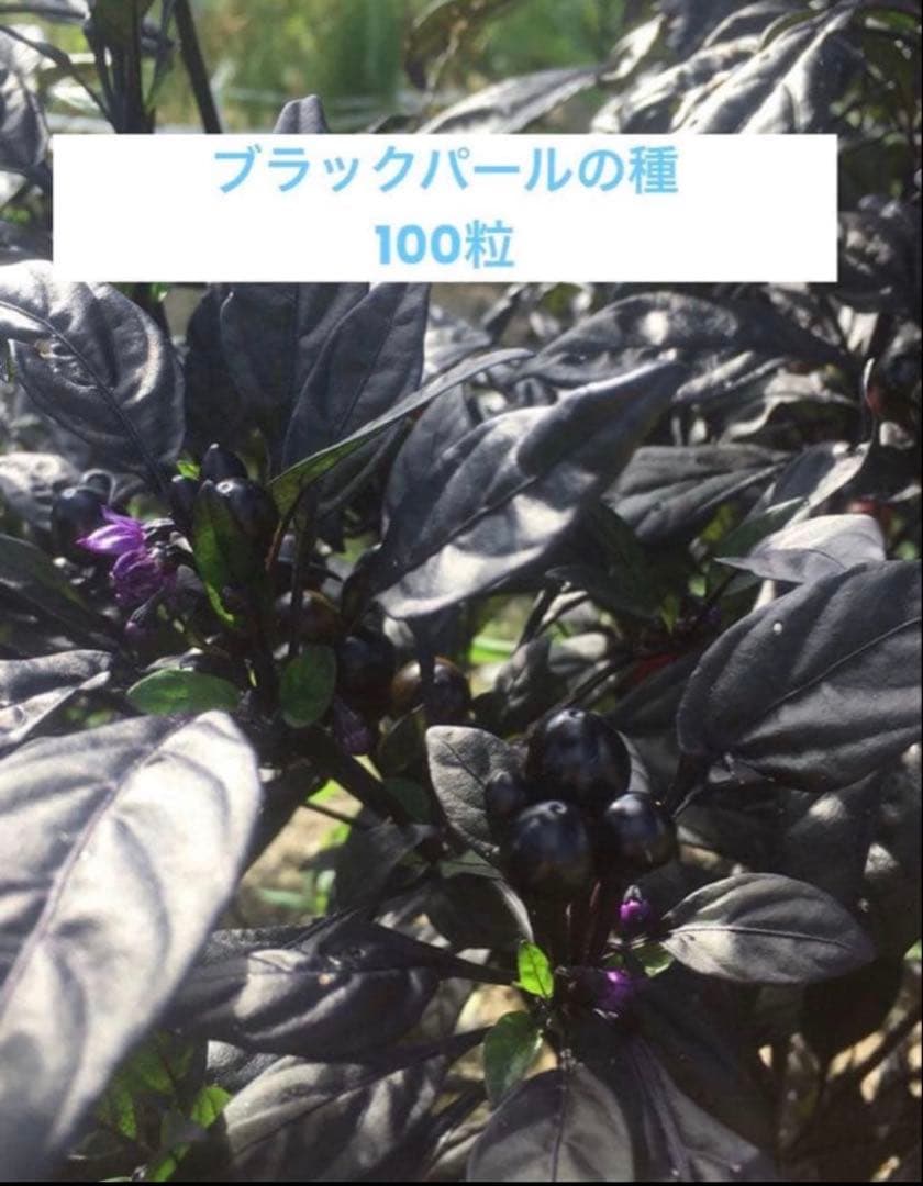 Ornamental Pepper (Black Pearl) Seeds - 100 Seeds